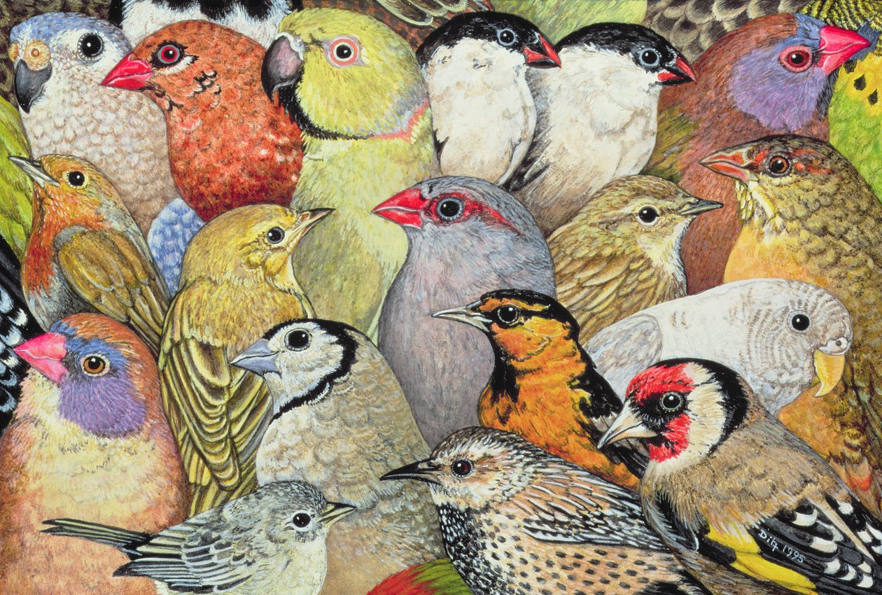 Patchwork-Birds, 1995 (akryl na panelu) od Ditz