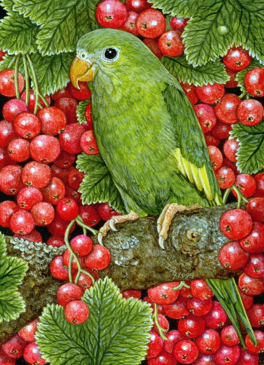 Červený rybíz-Parakeet, 1995 (akryl na panelu) od Ditz