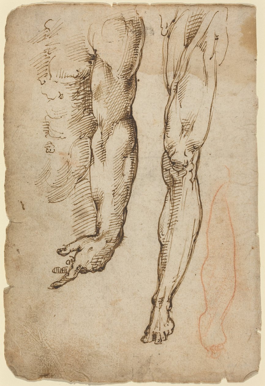Anatomické studie od Domenico Beccafumi