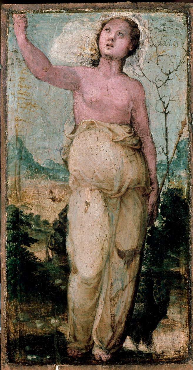 Ženská postava. Obraz Domenica Beccafumiho (1486-1551). Siena, konzervatoř od Domenico Beccafumi