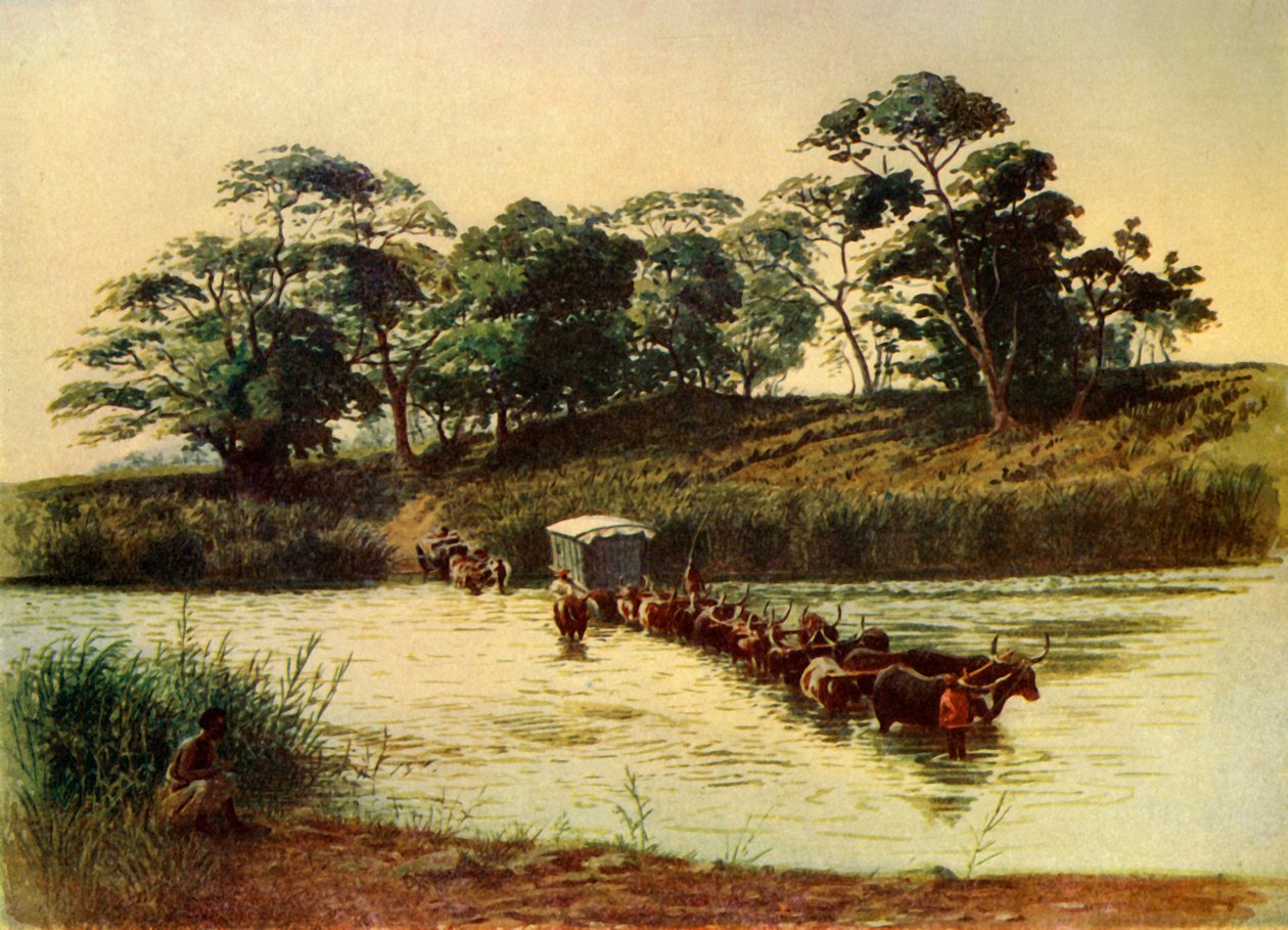 „Bullock Waggon Crossing a Drift on the Umbelois River-Swaziland“, 1902. od Donald McCracken