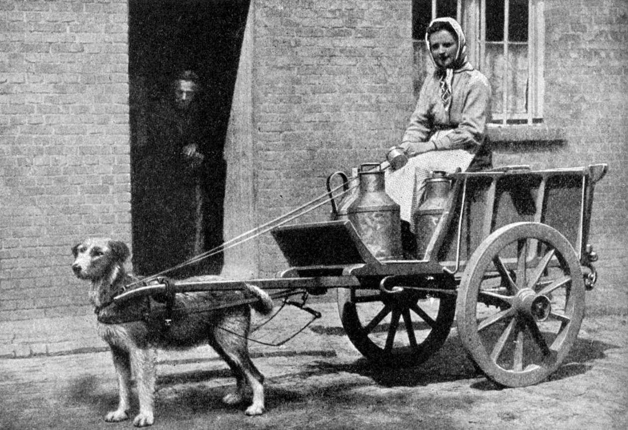 Belgická dojička na ranním kole, Belgie, 1922. od Donald McLeish