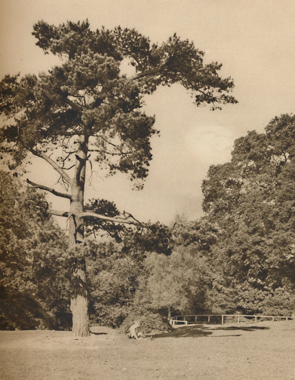 V Hadley Woods, zbytek starého královského loveckého lesa Enfield Chase, c1935. od Donald McLeish