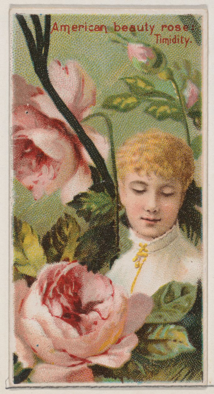 American Beauty Rose: Timidity, ze série Květinové krásy a jazyk květin N..., 1892. od Donaldson Brothers