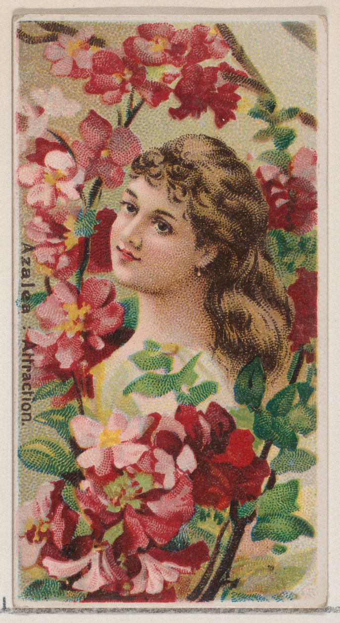 Azalea: Přitažlivost, ze série Květinové krásy a řeč květin N75 pro Duke..., 1892. od Donaldson Brothers