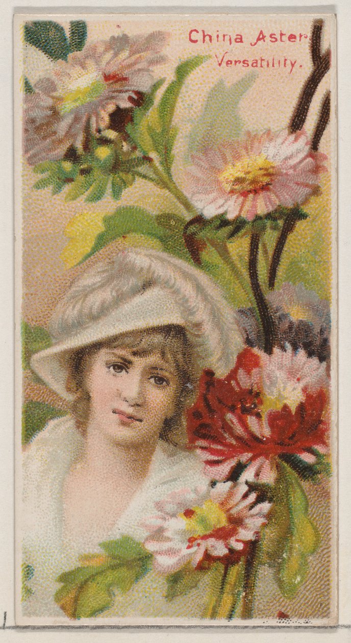 China Aster: Všestrannost, ze série Květinové krásy a řeč květin N75 fo..., 1892. od Donaldson Brothers