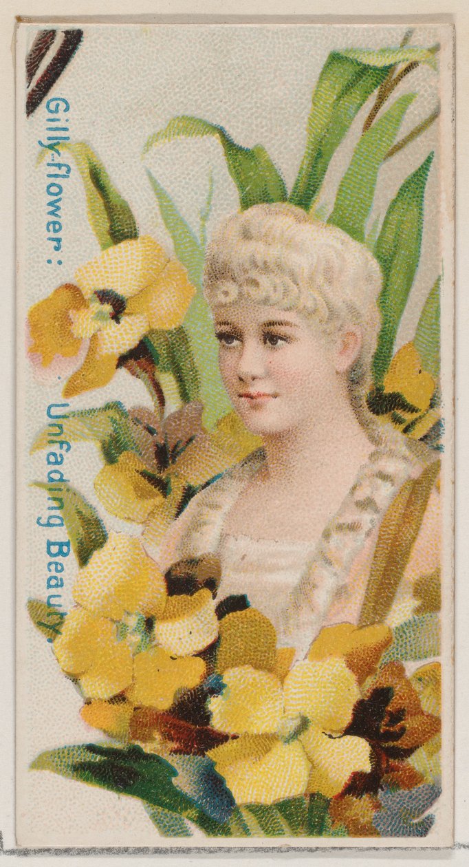 Gilly-flower: Unfading Beauty, ze série Květinové krásy a jazyk květin N7..., 1892. od Donaldson Brothers