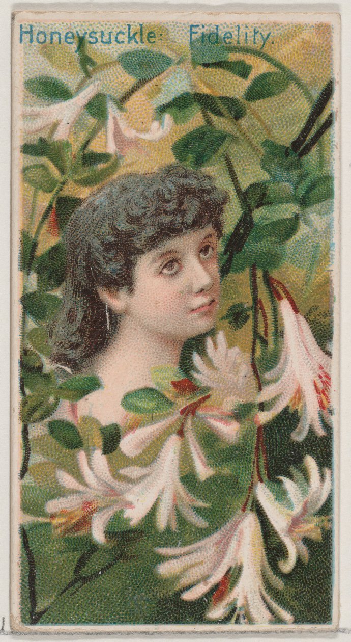 Zimolez: Věrnost, ze série Květinové krásy a řeč květin N75 pro D..., 1892. od Donaldson Brothers