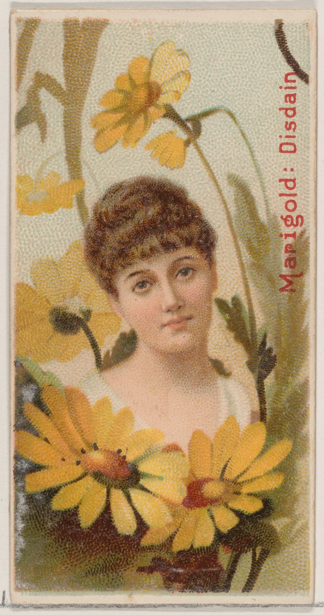 Marigold: Pohrdání, ze série Květinové krásy a řeč květin N75 pro Duke ..., 1892. od Donaldson Brothers