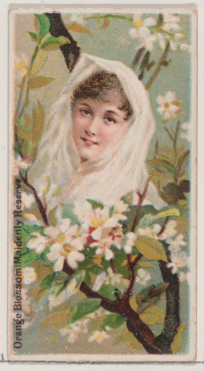Orange Blossom: Maidenly Reserve, ze série Květinové krásy a řeč květin ..., 1892. od Donaldson Brothers