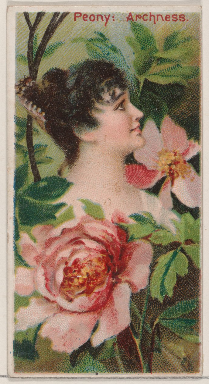 Pivoňka: Archness, ze série Květinové krásy a řeč květin N75 pro vévodu br..., 1892. od Donaldson Brothers