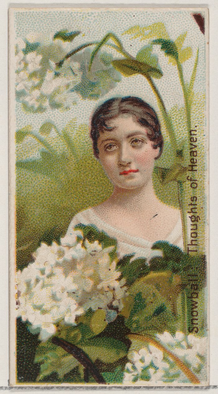 Snowball: Thoughts of Heaven, ze série Květinové krásy a jazyk květin N75..., 1892. od Donaldson Brothers