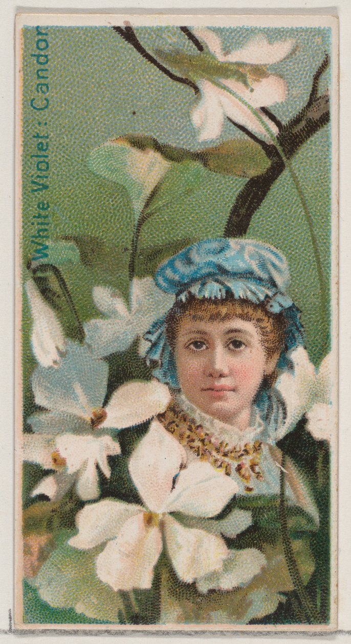 Bílá fialová: Upřímnost, ze série Květinové krásy a řeč květin N75 pro Du..., 1892. od Donaldson Brothers