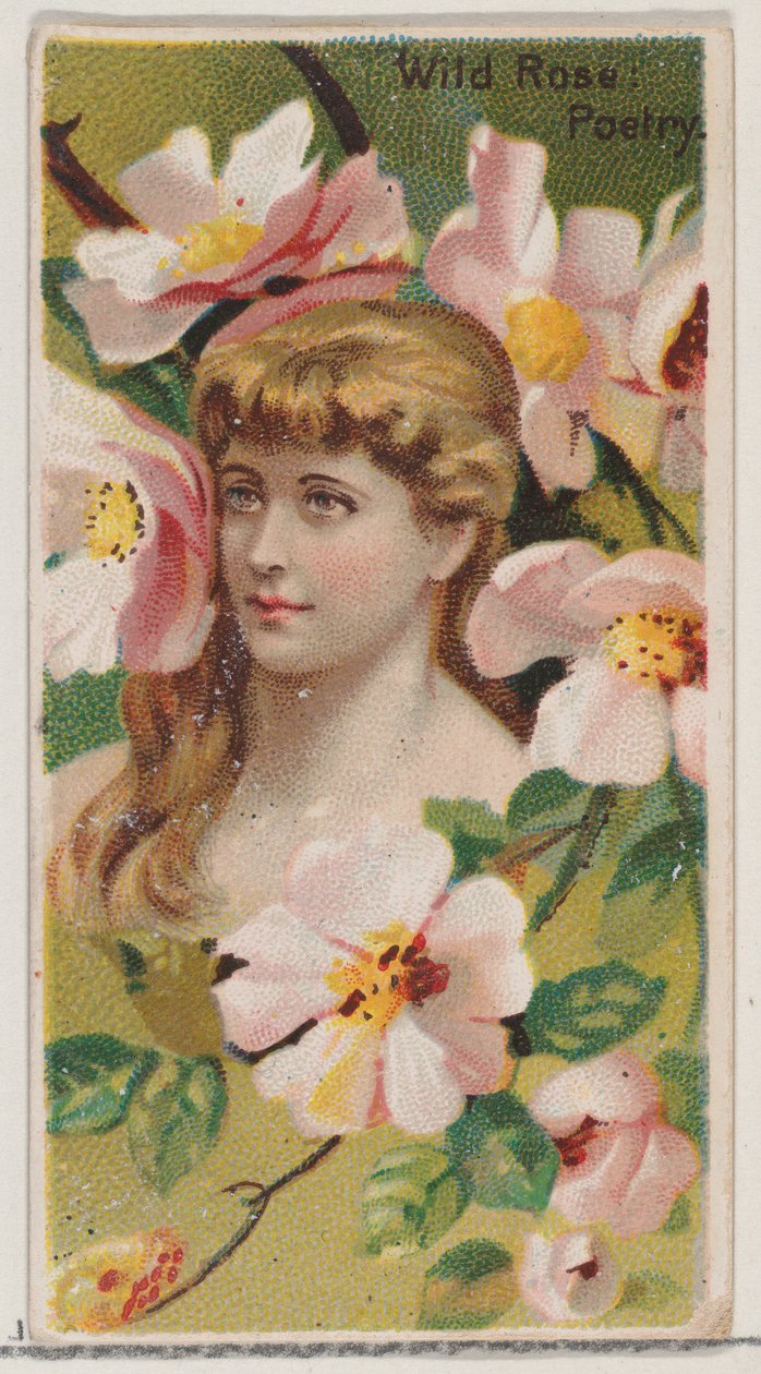 Divoká růže: Poezie, ze série Květinové krásy a řeč květin N75 pro vévodu ..., 1892. od Donaldson Brothers