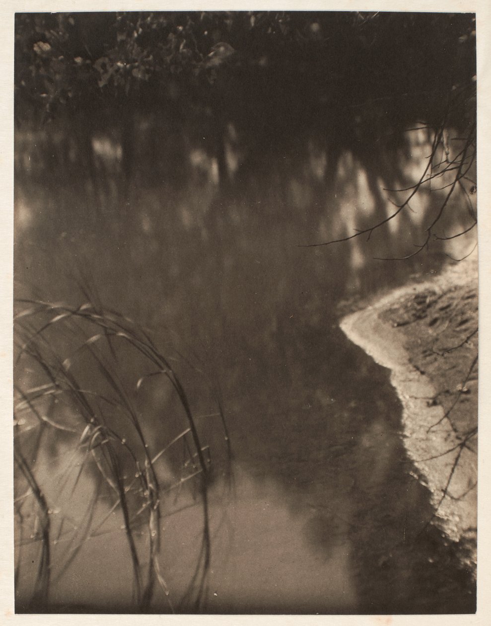 Studie stromů odrážejících se ve vodě, asi 1925-34 (platinový tisk) od Doris Ulmann