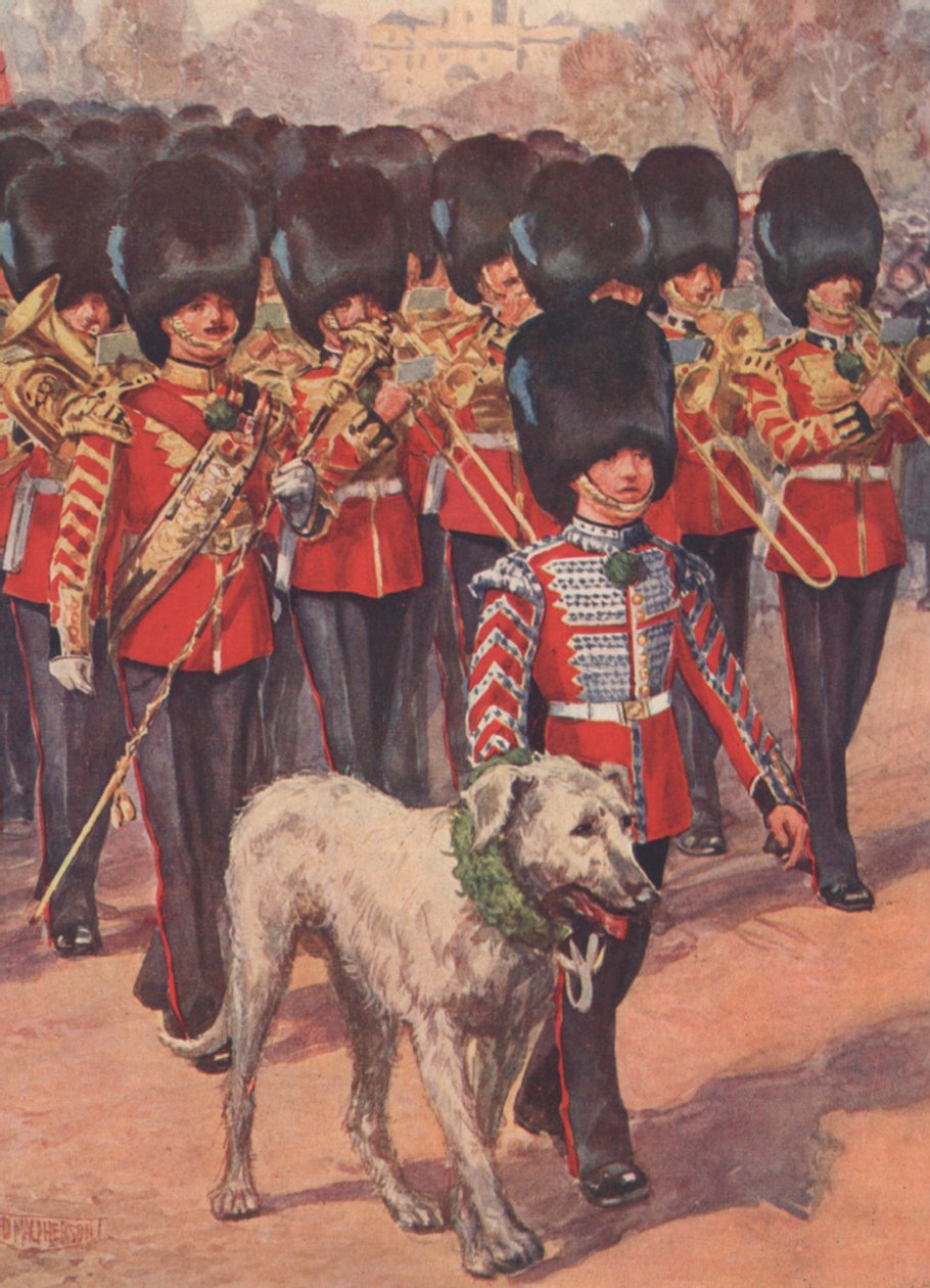 Kapela a maskot vlkodava irských gard, který nosí trojlístek na den svatého Patrika (barva litho) od Douglas (after) Macpherson