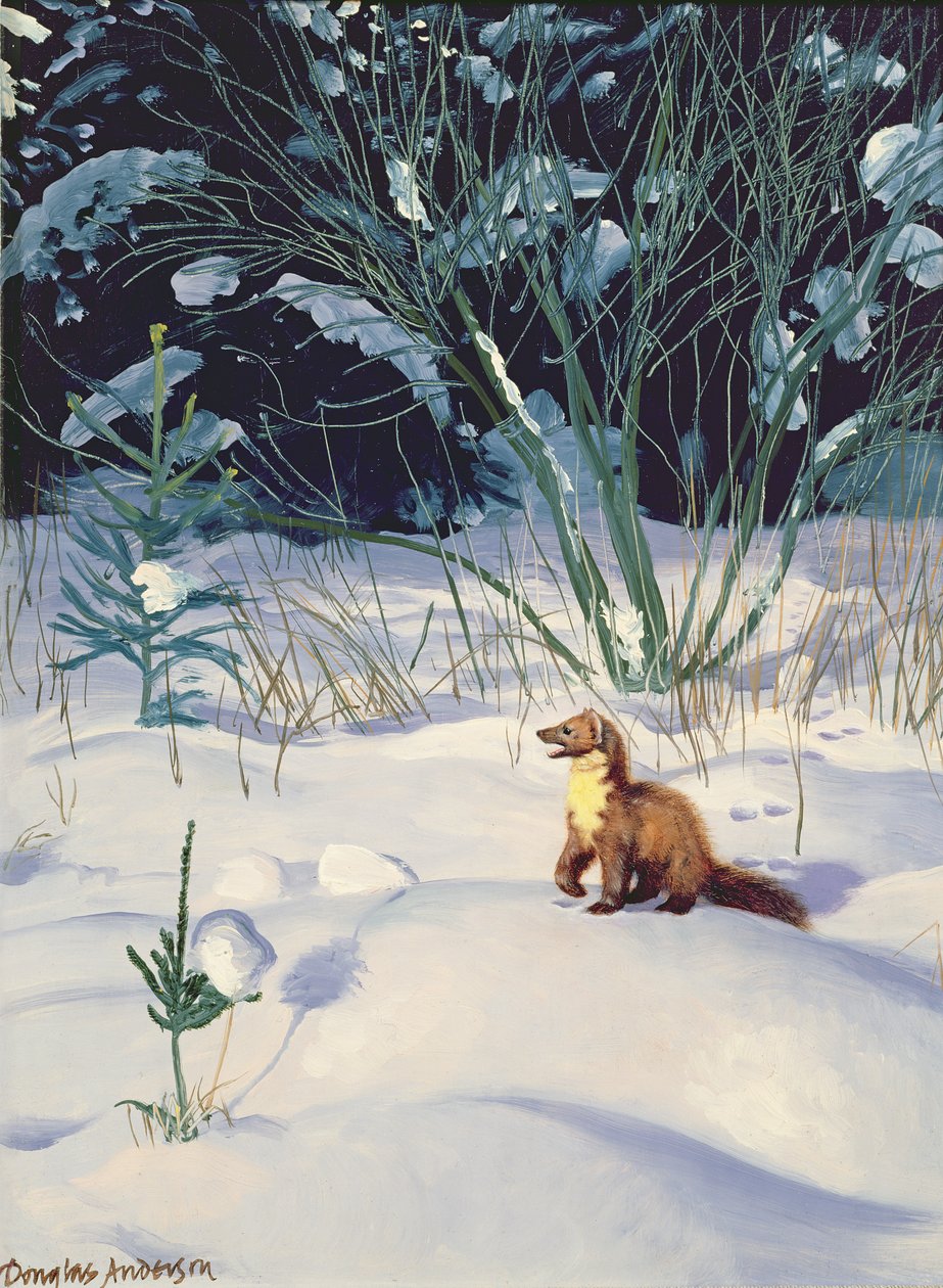 Pine Marten na sněhu od Douglas Anderson