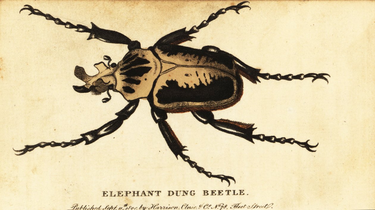 Goliáš královský, Goliathus regius., 1800 (rytina) od Dru Drury