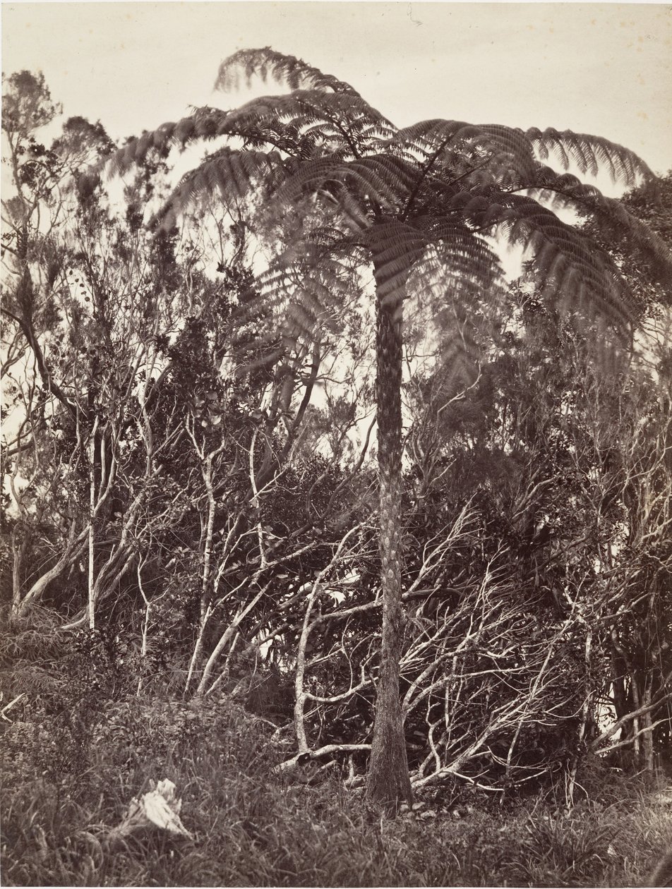 Stromová kapradina, 1863. od Désiré Charnay