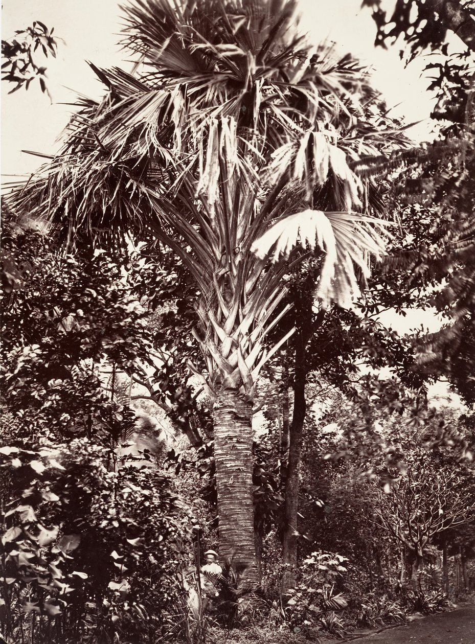 Velký Latanier, 1863. od Désiré Charnay