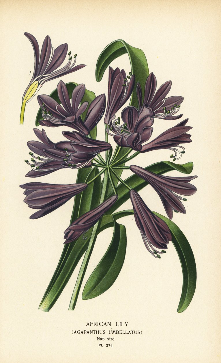 Africká lilie, Agapanthus africanus (Agapanthus umbellatus). Chromolitograf z ilustrace Desire Bois z oblíbených květin Edwarda Stepa ze zahrady a skleníku, Frederick Warne, Londýn od Désiré Georges Jean Marie Bois