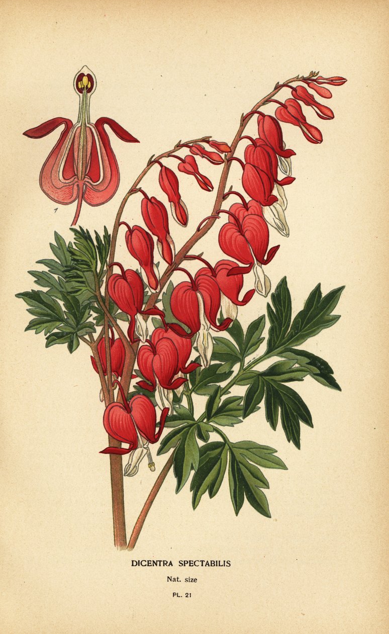 Asijské krvácející srdce, Lamprocapnos spectabilis. od Désiré Georges Jean Marie Bois