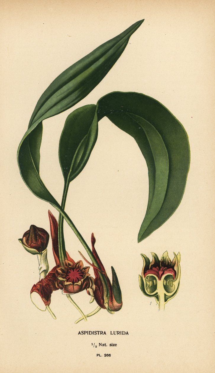 Aspidistra lurida. Chromolitograf z ilustrace Desire Bois z oblíbených květin Edwarda Stepa ze zahrady a skleníku, Frederick Warne, Londýn od Désiré Georges Jean Marie Bois