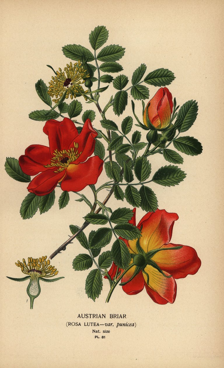Rakouská vřesovitá růže, Rosa lutea var. punicea. od Désiré Georges Jean Marie Bois