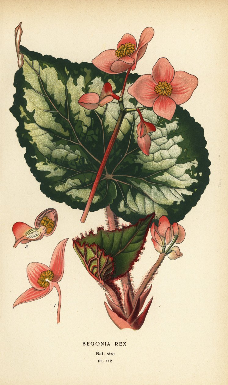 Begonia rex. od Désiré Georges Jean Marie Bois