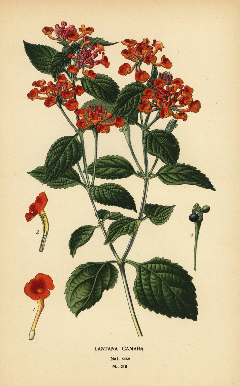 Šalvěj velká, ghaneri nebo klíšťata, Lantana camara. Chromolitograf z ilustrace Desire Bois z oblíbených květin Edwarda Stepa ze zahrady a skleníku, Frederick Warne, Londýn od Désiré Georges Jean Marie Bois