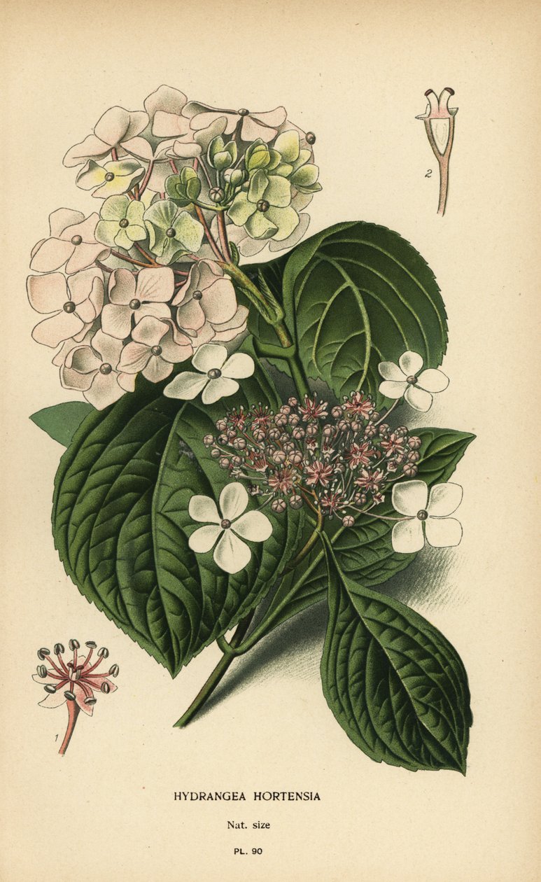 Hortenzie velkolistá, Hydrangea macrophylla. od Désiré Georges Jean Marie Bois