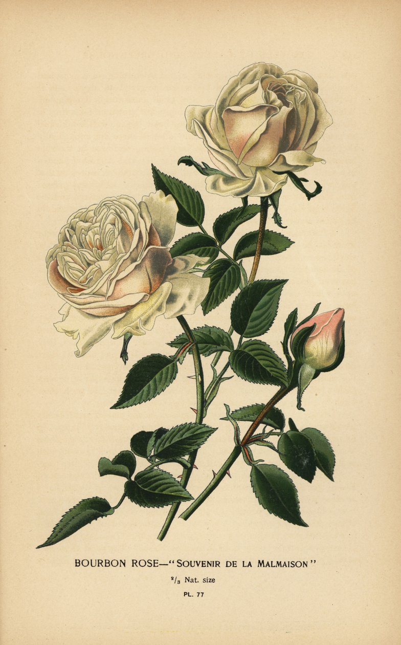 Bourbonská růže, Suvenýr z Malmaison. od Désiré Georges Jean Marie Bois