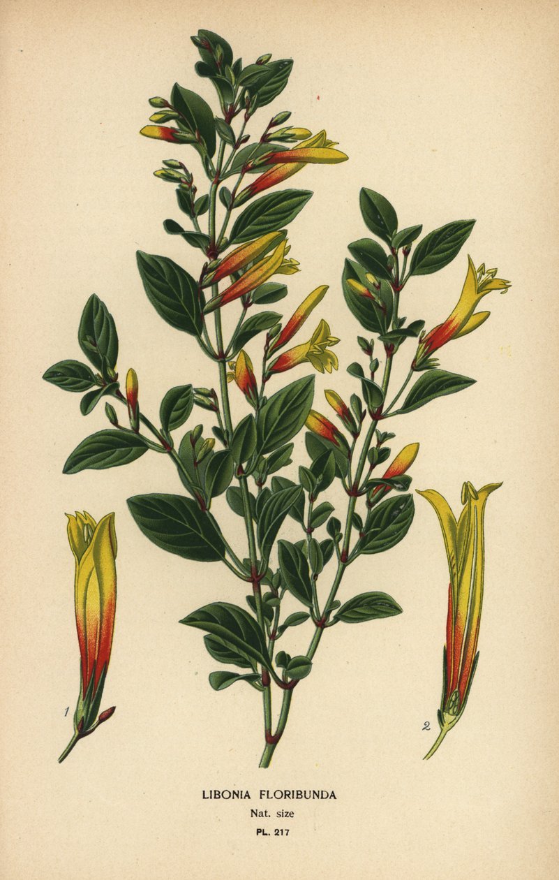 Brazilská fuchsie, Justicia floribunda (Libonia floribunda). Chromolitograf z ilustrace Desire Bois z oblíbených květin Edwarda Stepa ze zahrady a skleníku, Frederick Warne, Londýn od Désiré Georges Jean Marie Bois