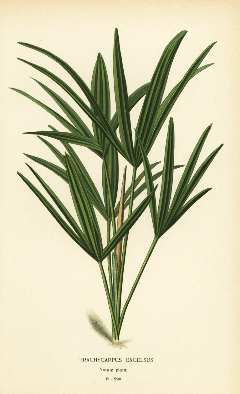 Palma širokolistá nebo palma bambusová, Rhapis excelsa (Trachycarpus excelsus). Chromolitograf z ilustrace Desire Bois z oblíbených květin Edwarda Stepa ze zahrady a skleníku, Frederick Warne, Londýn od Désiré Georges Jean Marie Bois