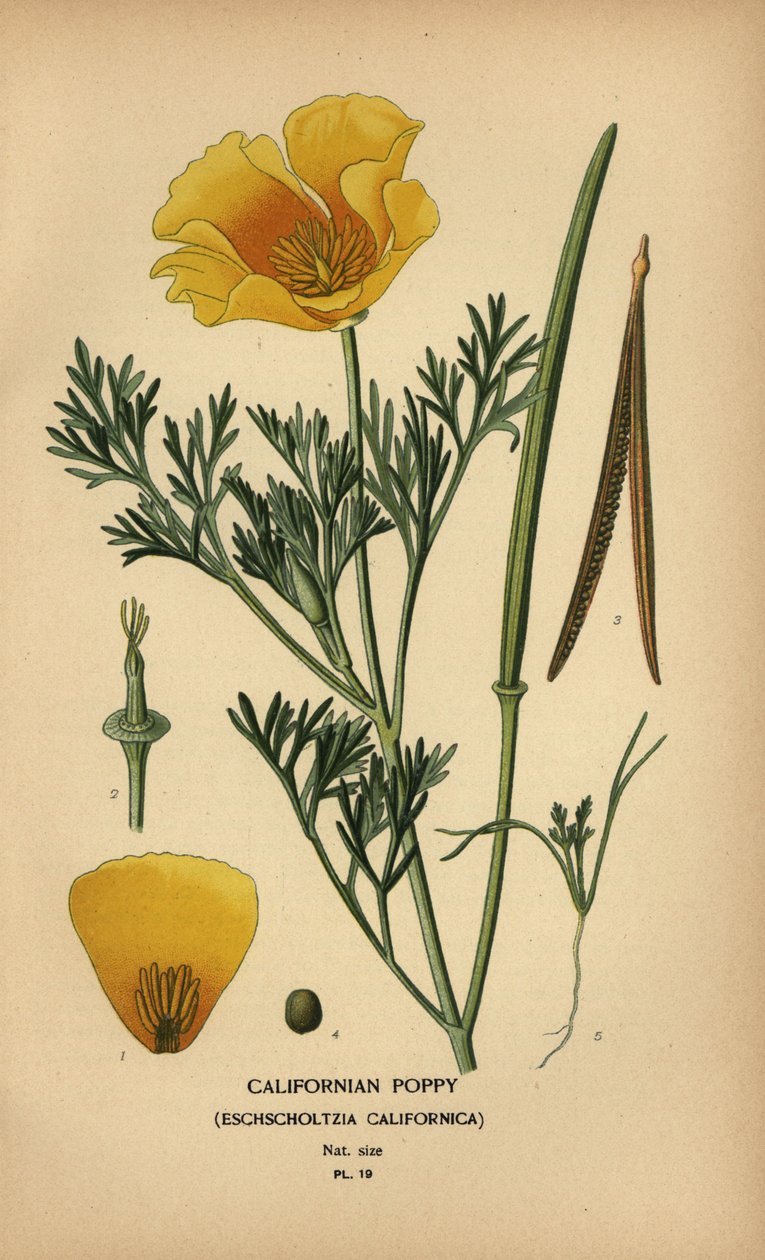 Kalifornský mák, Eschscholzia californica od Désiré Georges Jean Marie Bois