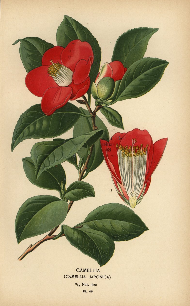 Camellia, Camellia japonská. od Désiré Georges Jean Marie Bois