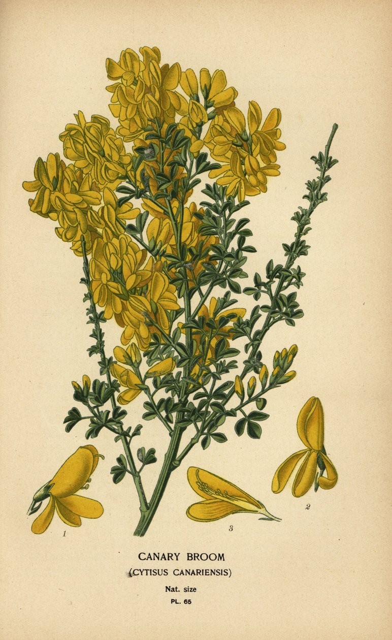 Koště kanárské, Genista canariensis. od Désiré Georges Jean Marie Bois