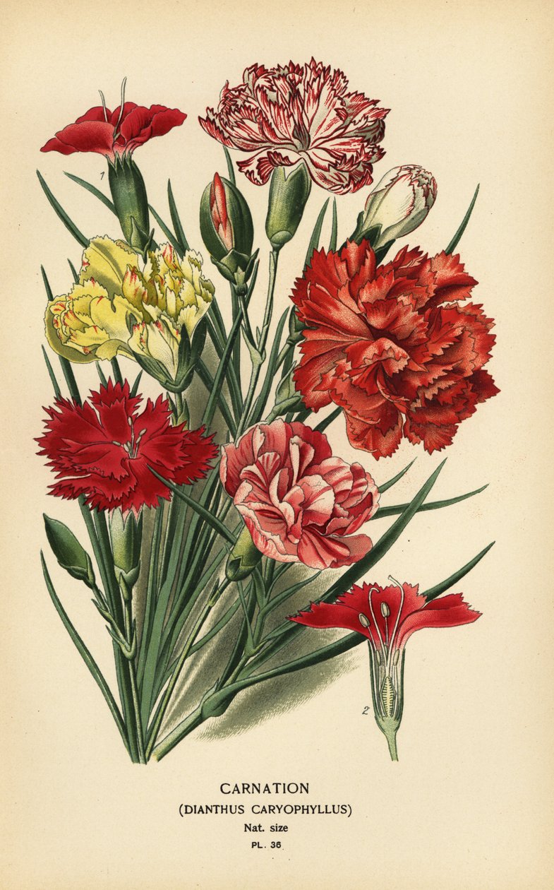 Karafiát, Dianthus caryophyllus. od Désiré Georges Jean Marie Bois