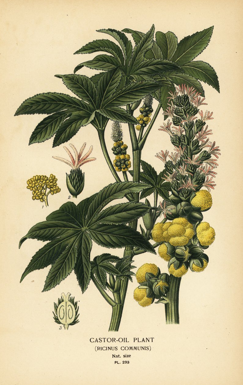 Rostlina ricinového oleje, Ricinus communis. Chromolitograf z ilustrace Desire Bois z oblíbených květin Edwarda Stepa ze zahrady a skleníku, Frederick Warne, Londýn od Désiré Georges Jean Marie Bois