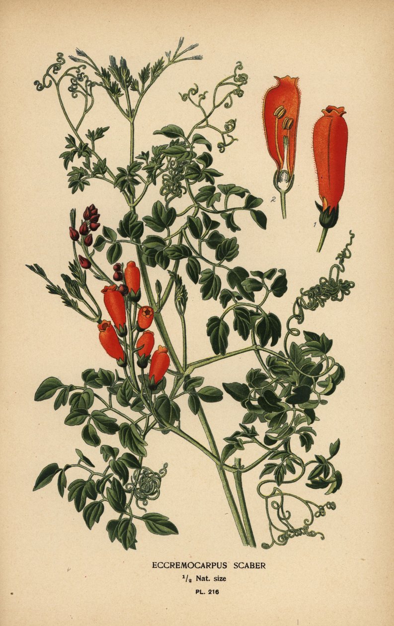 Chilský slavokvetý, Eccremocarpus scaber. od Désiré Georges Jean Marie Bois