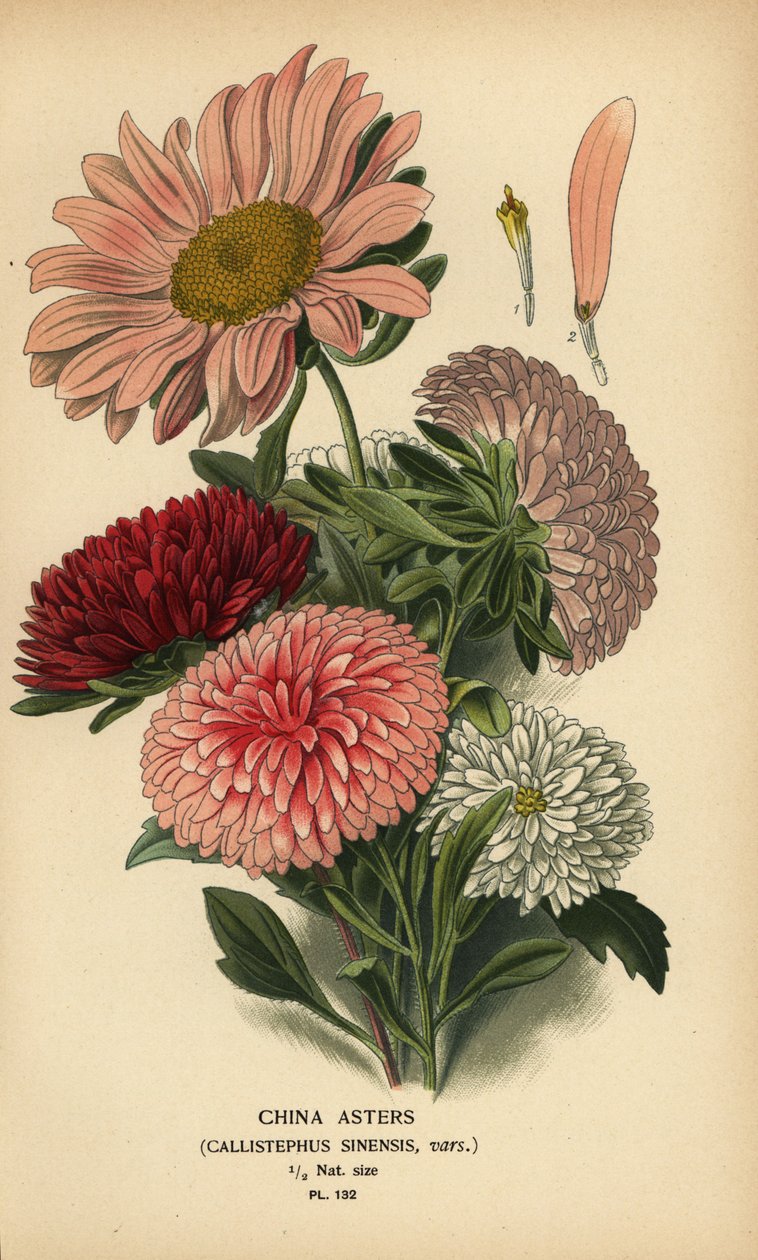 Odrůdy čínských aster, Callistephus x sinensis. od Désiré Georges Jean Marie Bois