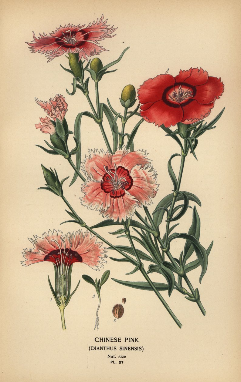 Čínská růžovka, Dianthus chinensis. od Désiré Georges Jean Marie Bois