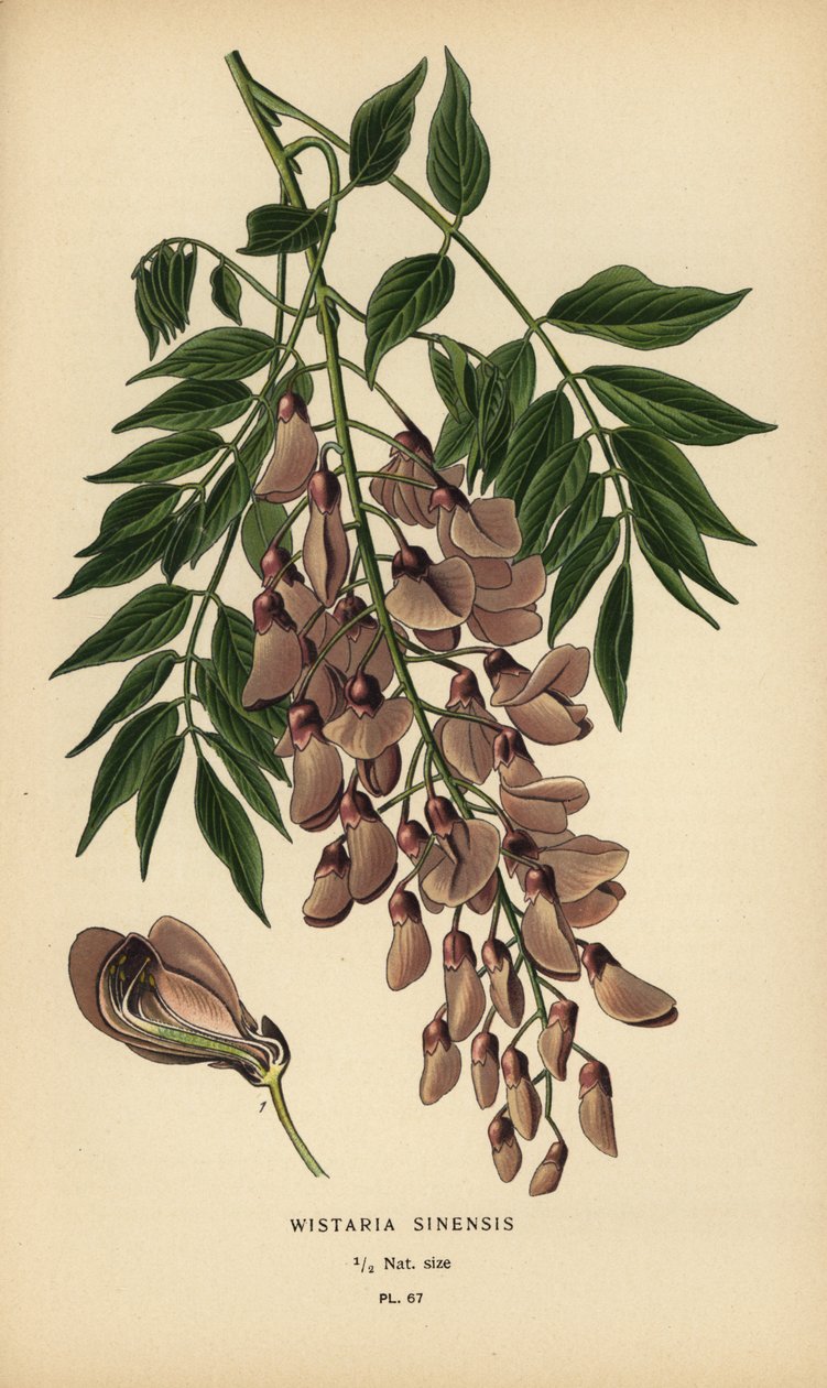 Vistárie čínská, Wisteria sinensis. od Désiré Georges Jean Marie Bois