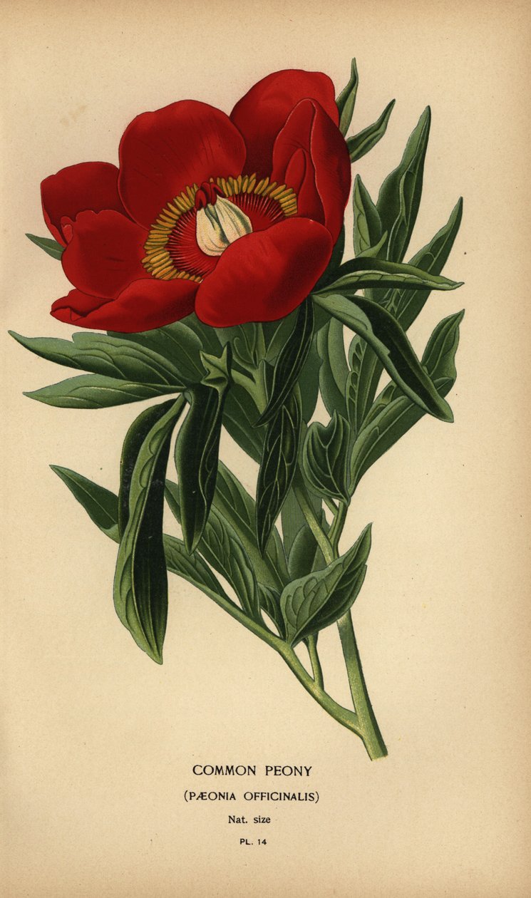 Pivoňka obecná, Paeonia officinalis. od Désiré Georges Jean Marie Bois