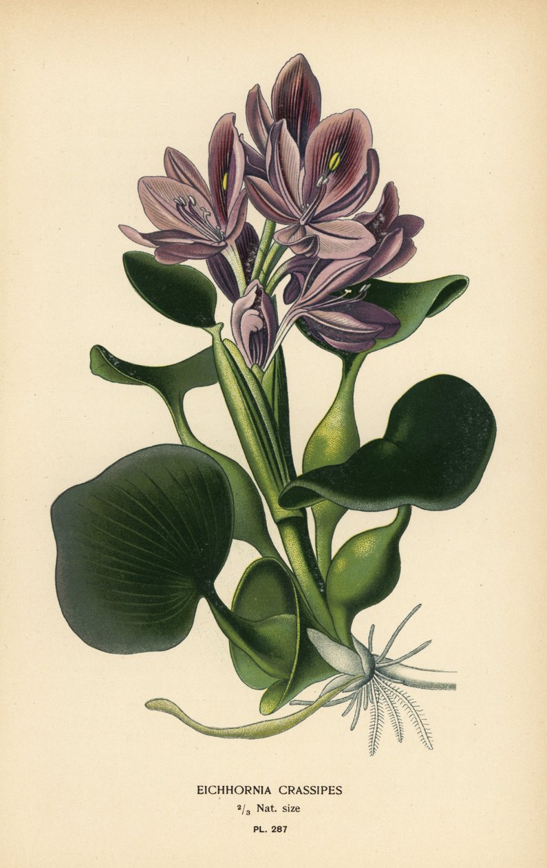 Vodní hyacint obecný, Eichhornia crassipes. Chromolitograf z ilustrace Desire Bois z oblíbených květin Edwarda Stepa ze zahrady a skleníku, Frederick Warne, Londýn od Désiré Georges Jean Marie Bois