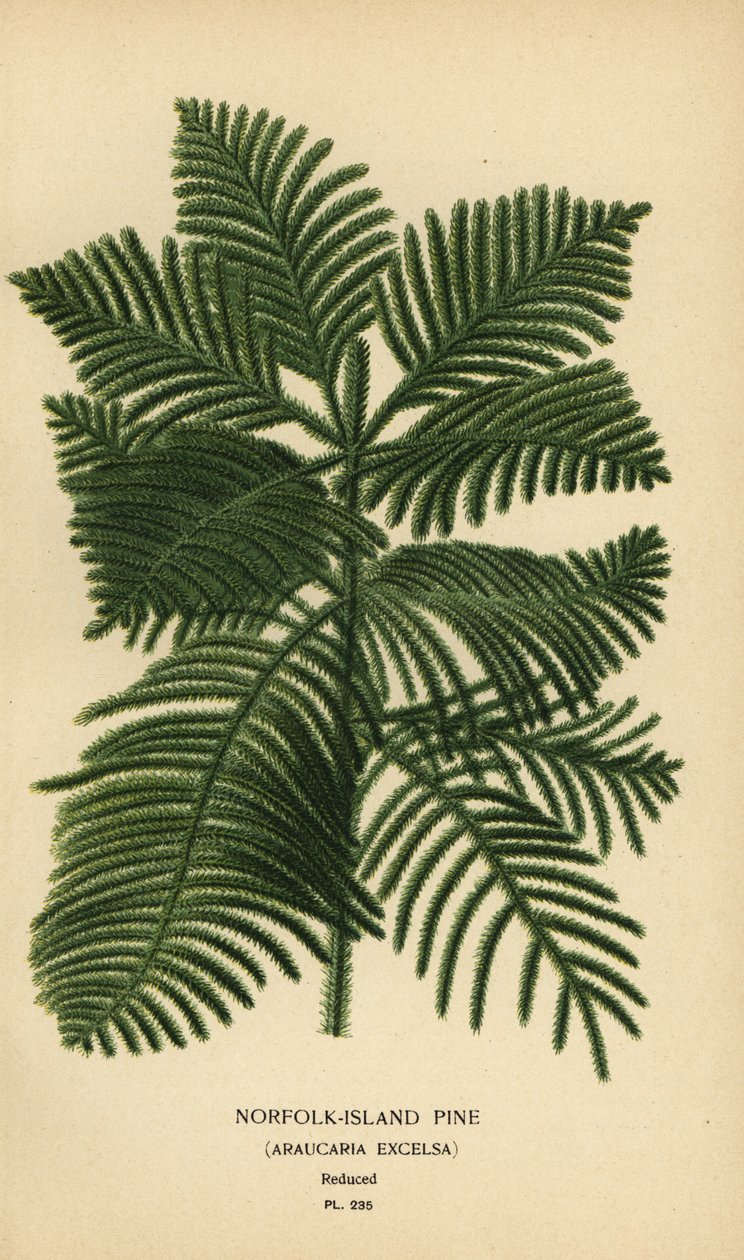 Vařit borovice, Araucaria columnaris. (borovice na ostrově Norfolk, Araucaria excelsa). Chromolitograf z ilustrace Desire Bois z oblíbených květin Edwarda Stepa ze zahrady a skleníku, Frederick Warne, Londýn od Désiré Georges Jean Marie Bois
