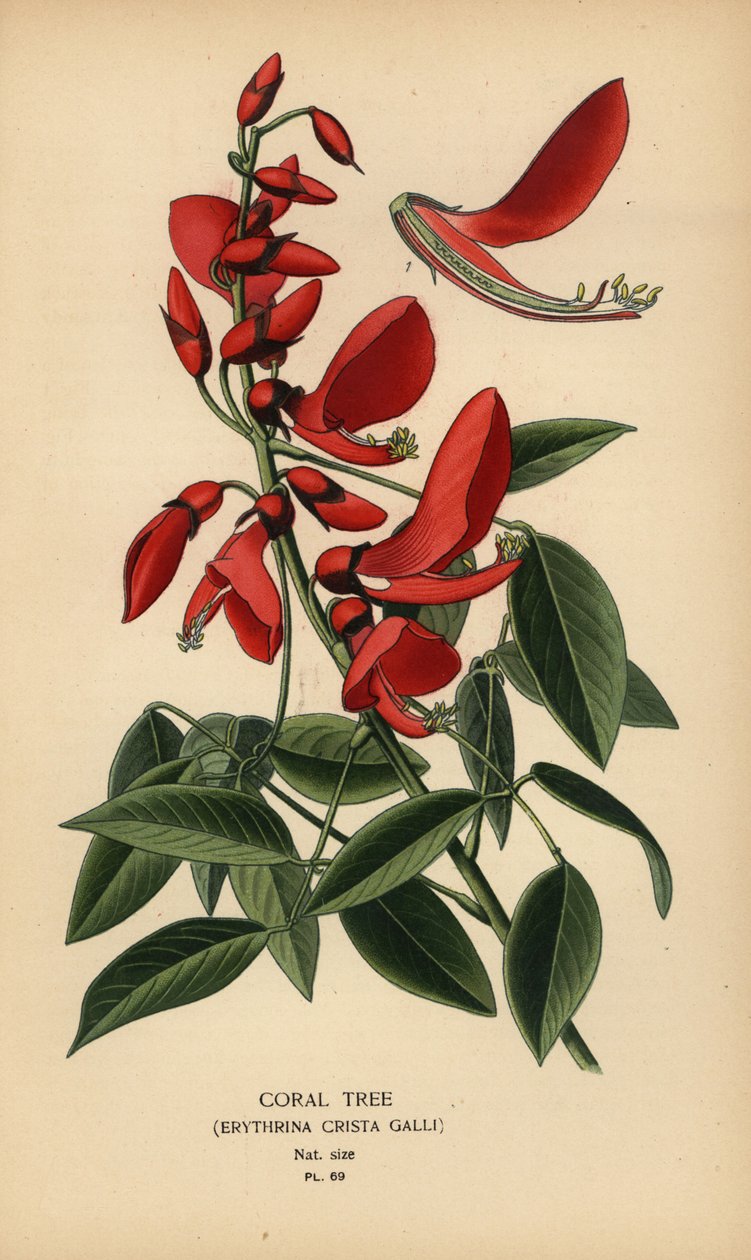 Korálový strom, Erythrina crista-galli. od Désiré Georges Jean Marie Bois