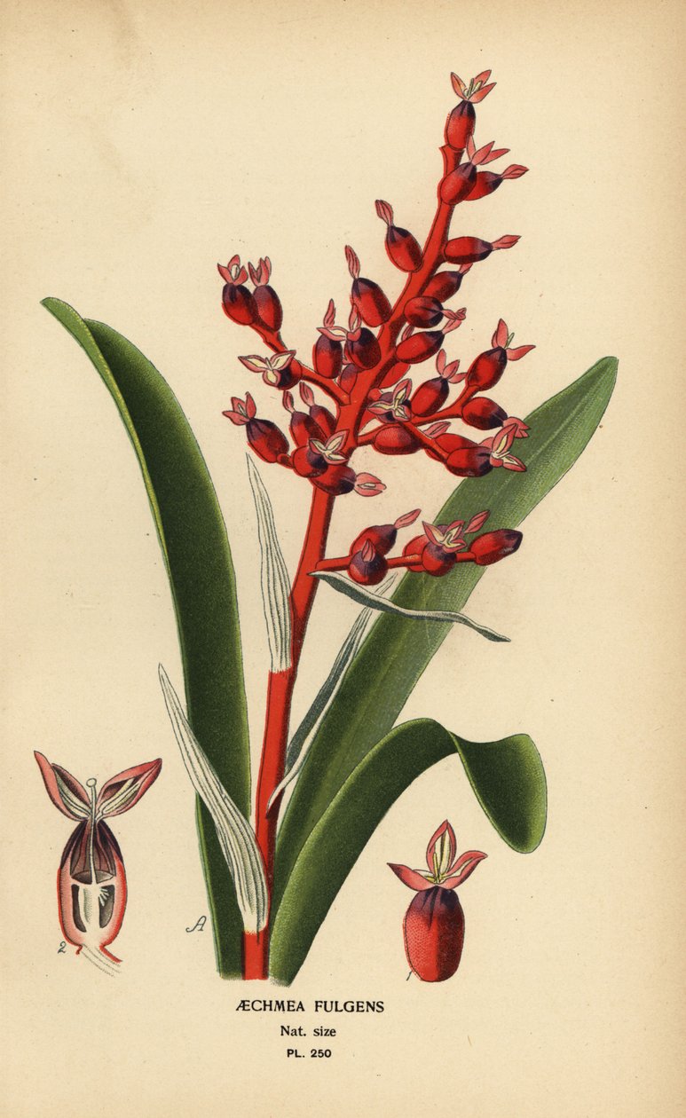 Coralberry, Aechmea fulgens. Chromolitograf z ilustrace Desire Bois z oblíbených květin Edwarda Stepa ze zahrady a skleníku, Frederick Warne, Londýn od Désiré Georges Jean Marie Bois