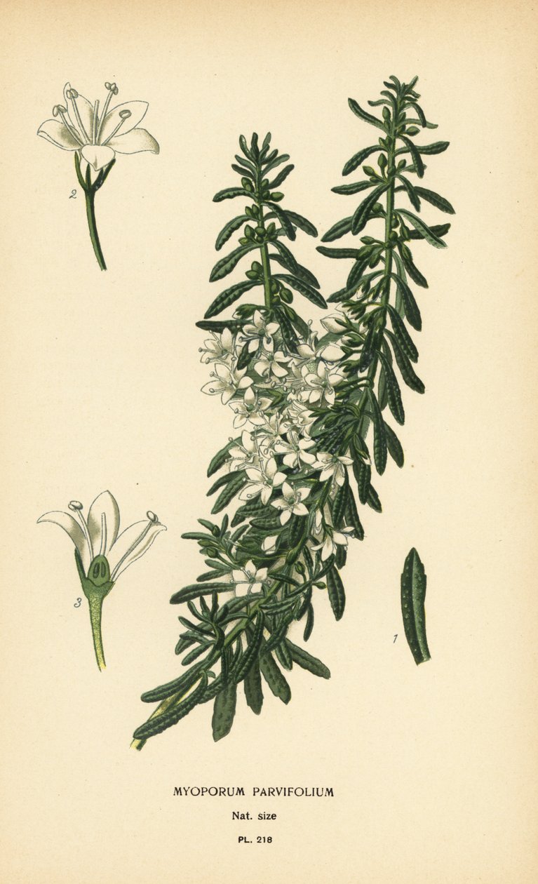 Boobialla plazivá, Myoporum parvifolium. Chromolitograf z ilustrace Desire Bois z oblíbených květin Edwarda Stepa ze zahrady a skleníku, Frederick Warne, Londýn od Désiré Georges Jean Marie Bois