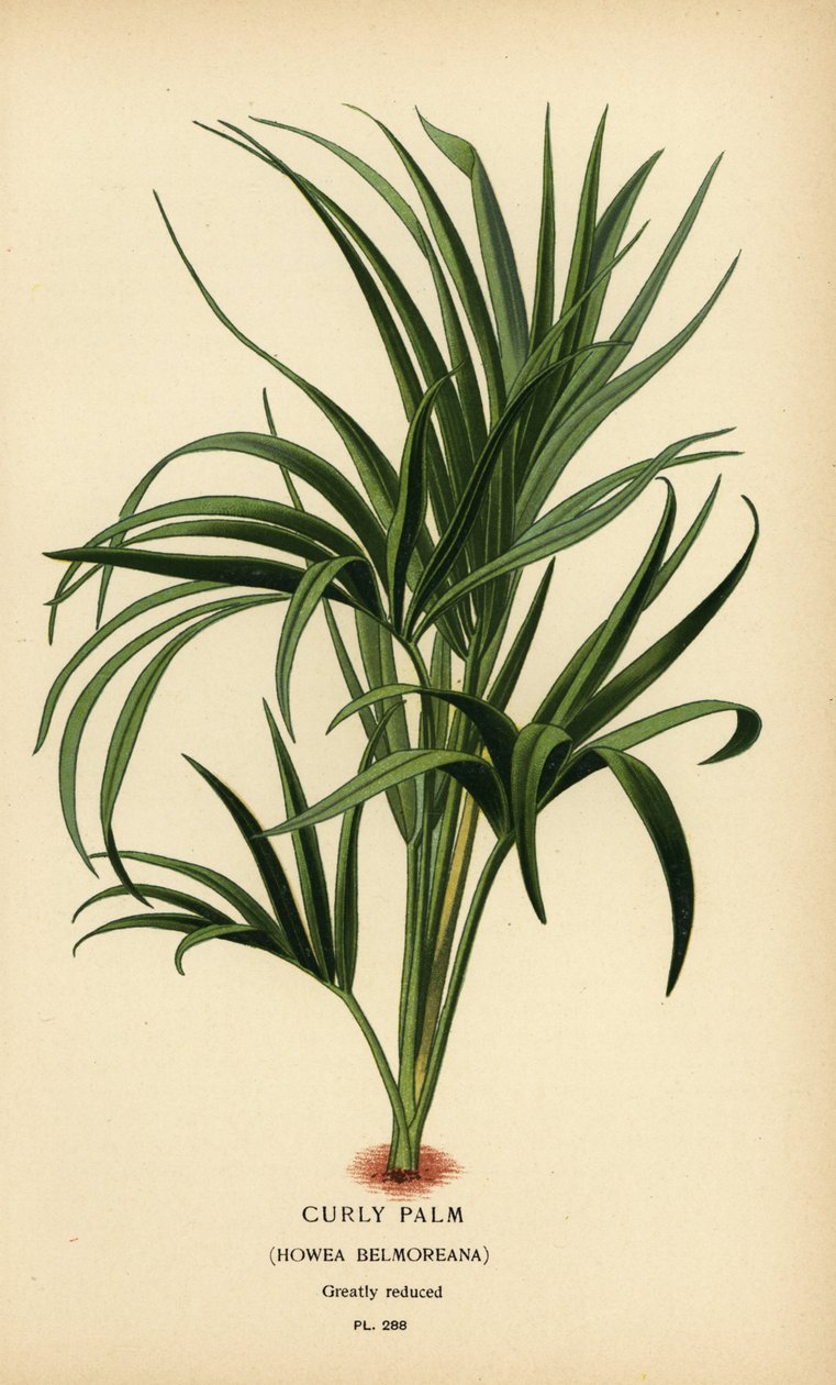Kudrnatá palma, Howea belmoreana. Zranitelný. Chromolitograf z ilustrace Desire Bois z oblíbených květin Edwarda Stepa ze zahrady a skleníku, Frederick Warne, Londýn od Désiré Georges Jean Marie Bois